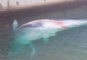 El cetáceo ha sido arrastrado por un buque hasta las instalaciones portuarias