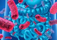 La microbiota produce un compuesto que reduce la gravedad de enfermedades hepáticas