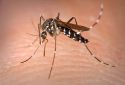 El Consell aprueba un convenio con la Universitat de València para el estudio del mosquito tigre