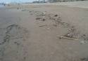 Restos de algas, plásticos o cañas son algunos de los elementos que se encontraban los vecinos en sus paseos por la playa