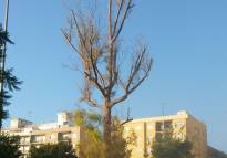 Vecinos de Puerto de Sagunto denuncian el mal estado de los ejemplares de eucaliptus de la ciudad