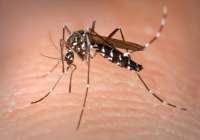 El PP lamenta que la plaga del mosquito tigre sorprenda un año más al gobierno municipal