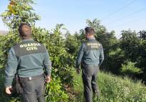 La Guardia Civil investiga a un hombre de origen argelino por el robo de aguacates en Sagunto