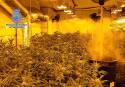 Algunas de las plantas de marihuana encontradas en uno de los laboratorios