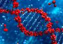 Un estudio del CSIC buscará las causas genéticas de las diversas reacciones inmunitarias a COVID-19 (Foto: Pixabay)